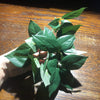 Komodo Artificial Plant Sumatra Hanging Vine Small