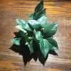 Komodo Artificial Plant Sumatra Hanging Vine Small