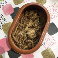 Komodo Food Bowl Komodo Smart Live Food Feeding Dish