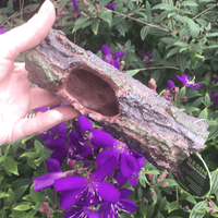 Komodo Resin Rock Decor Komodo Forest Log Small