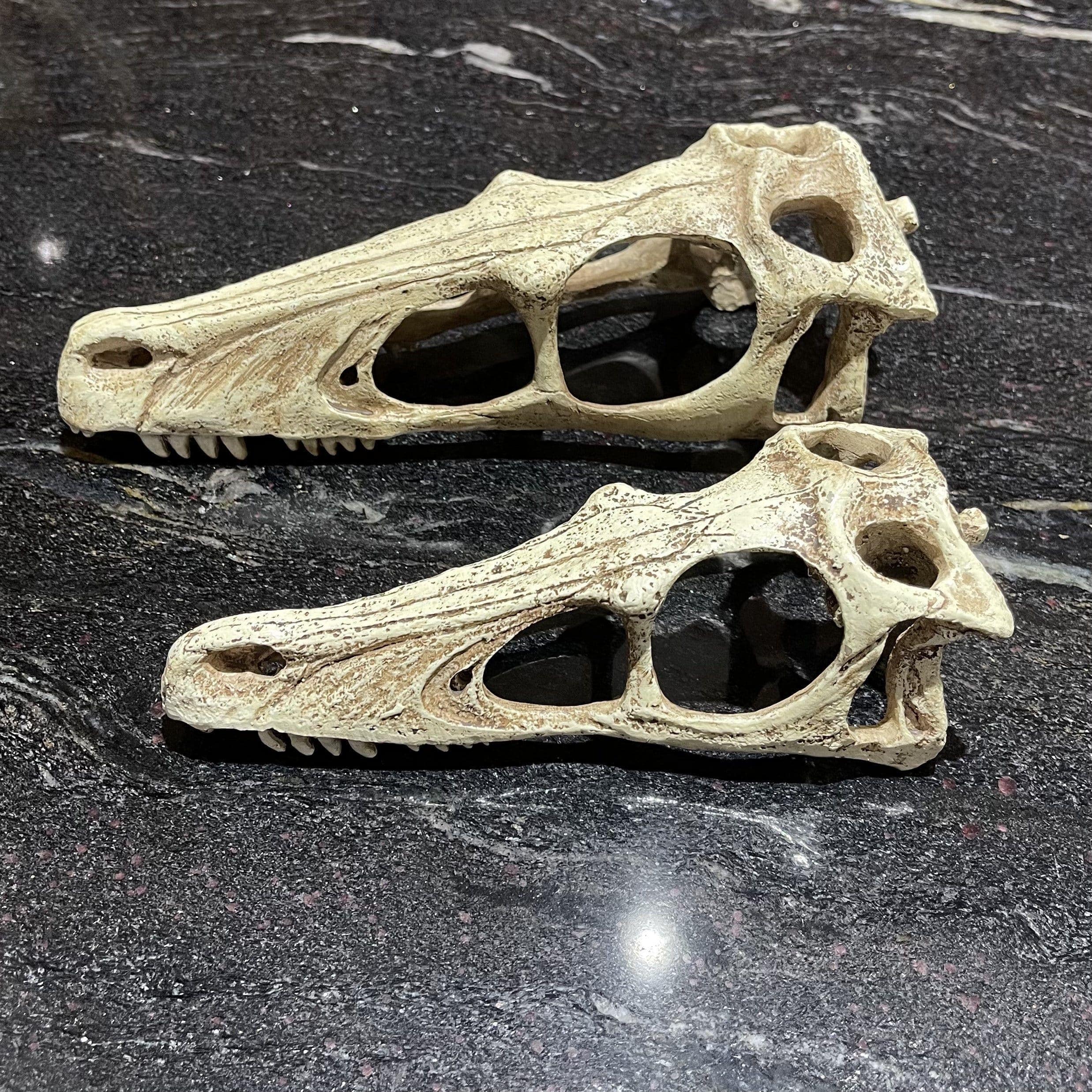 Komodo Resin Rock Decor Komodo Raptor Skull Large