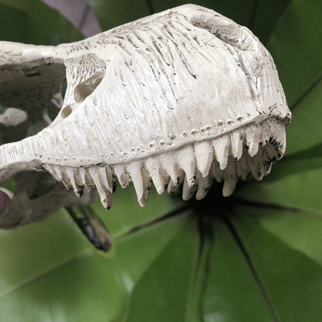 Komodo Resin Rock Decor Komodo T-Rex Skull Large