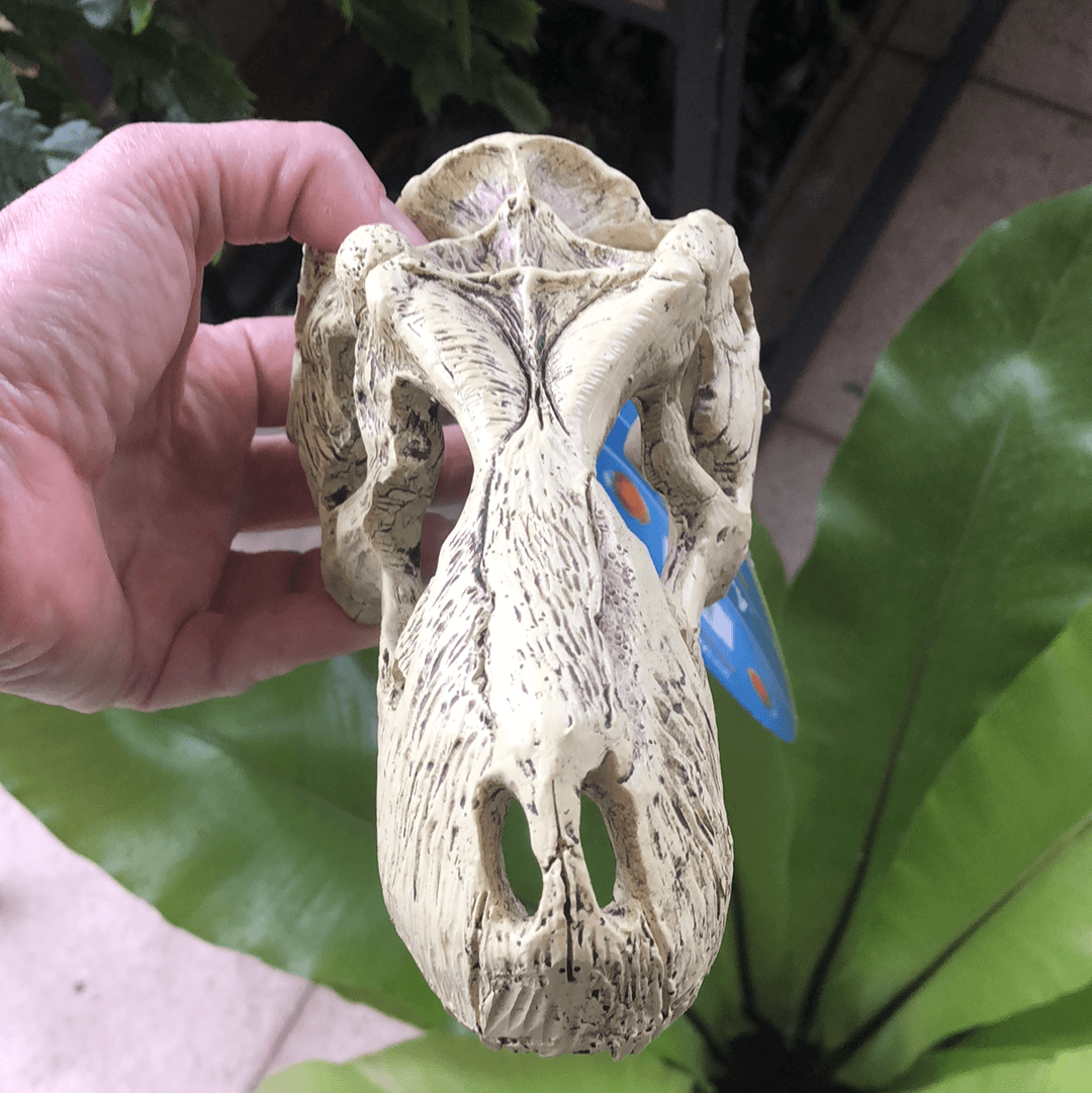 Komodo Resin Rock Decor Komodo T-Rex Skull Large