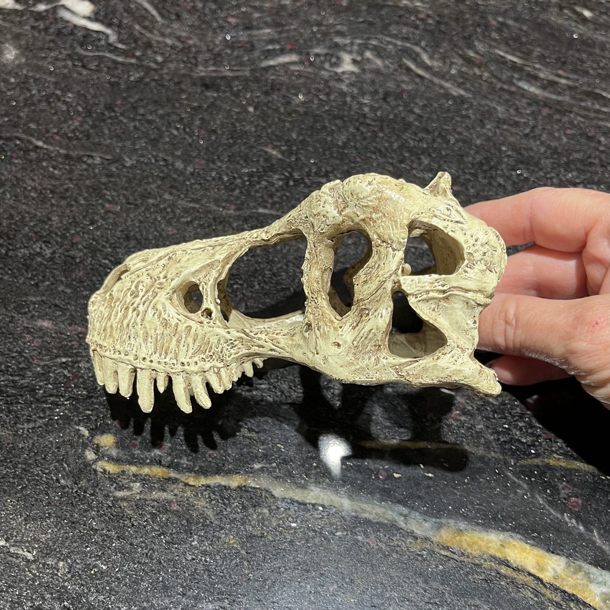 Komodo Resin Rock Decor Komodo T-Rex Skull Small