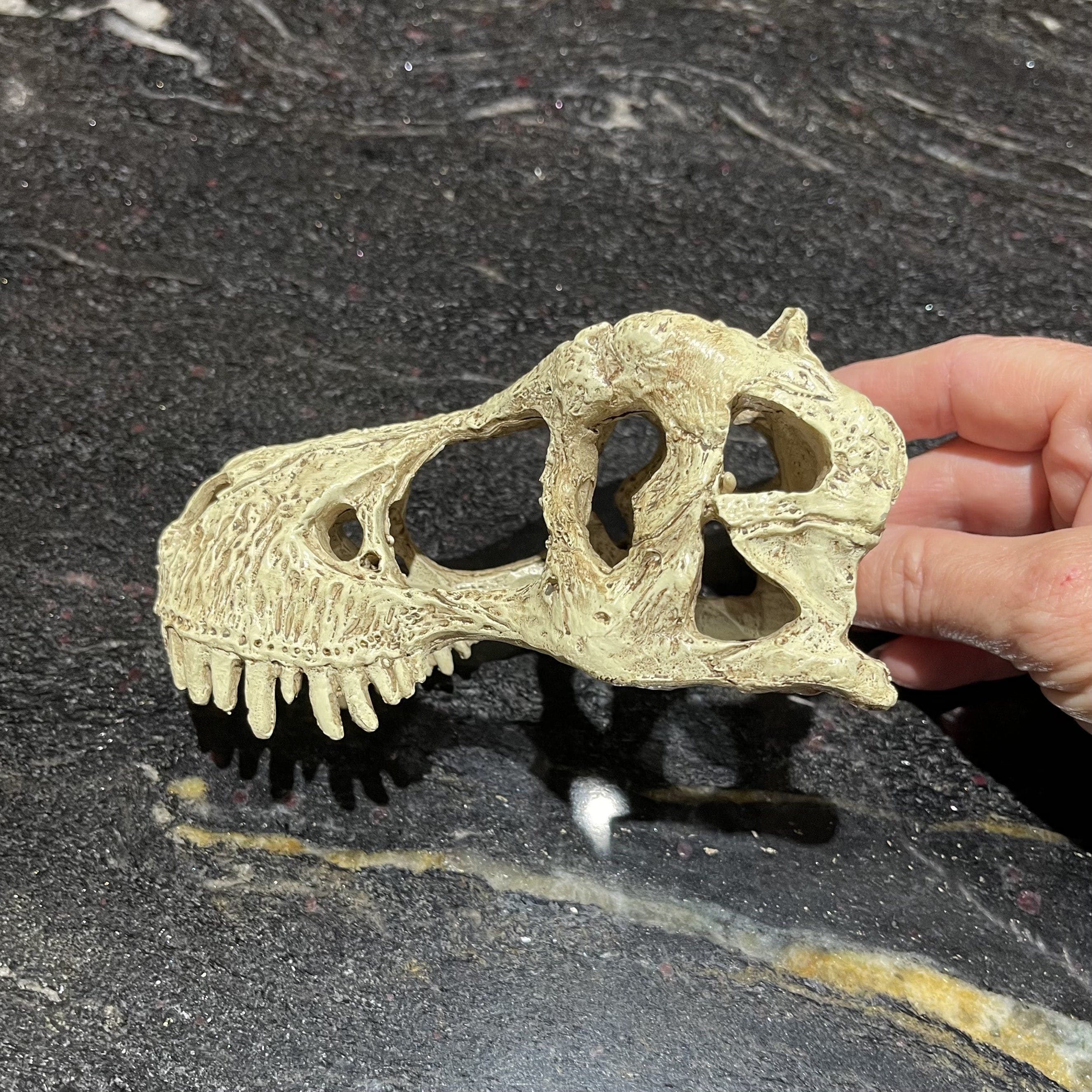 Komodo Resin Rock Decor Komodo T-Rex Skull Small