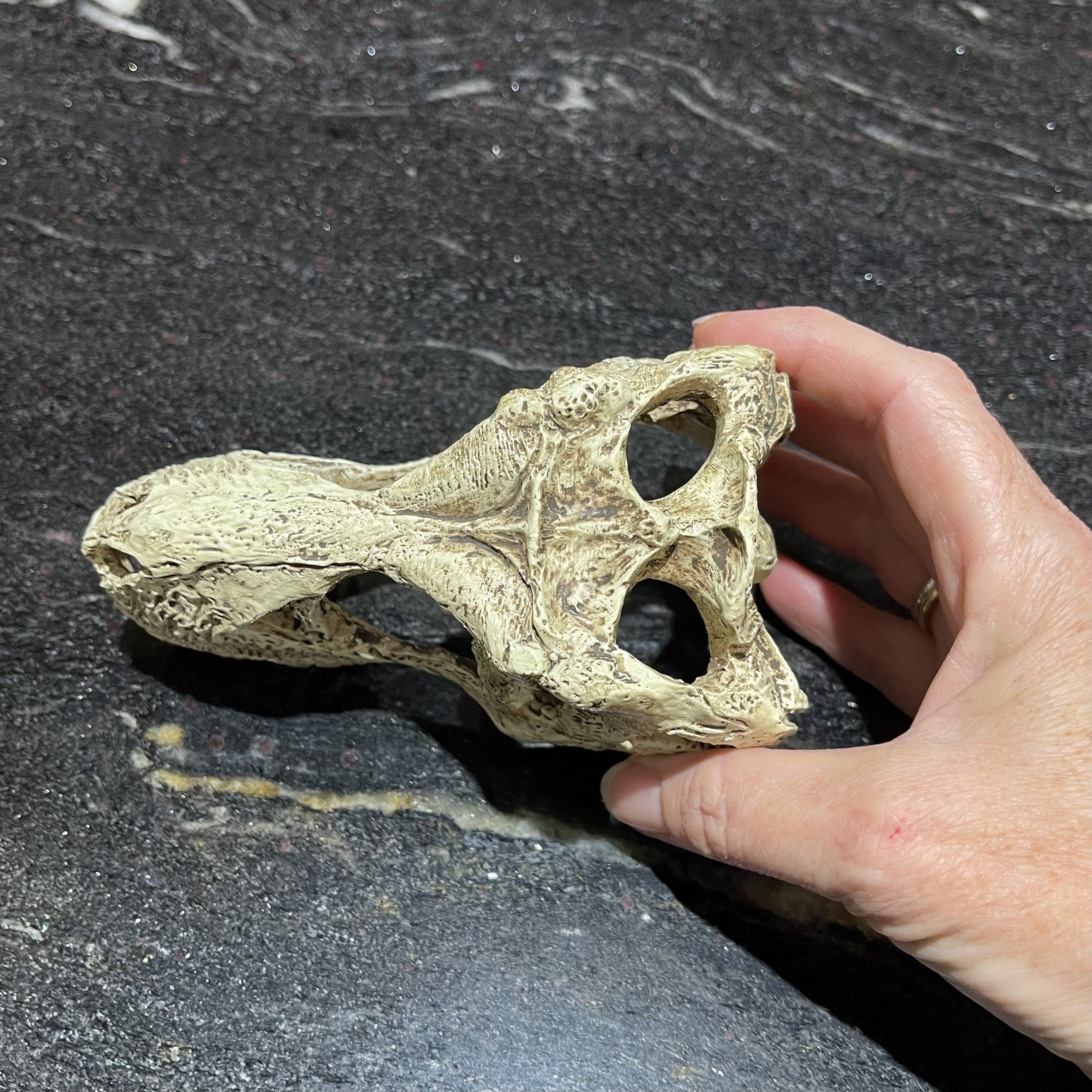Komodo Resin Rock Decor Komodo T-Rex Skull Small