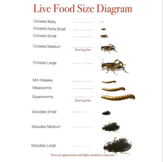 Pisces Enterprises Bulk Mealworms Bulk Superworms 1kg