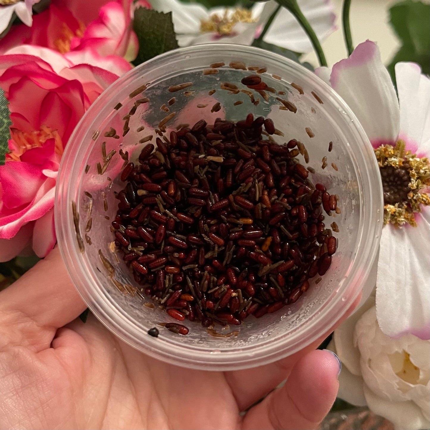 Pisces Enterprises Live Fly Pupae Live Fly Pupae 25g