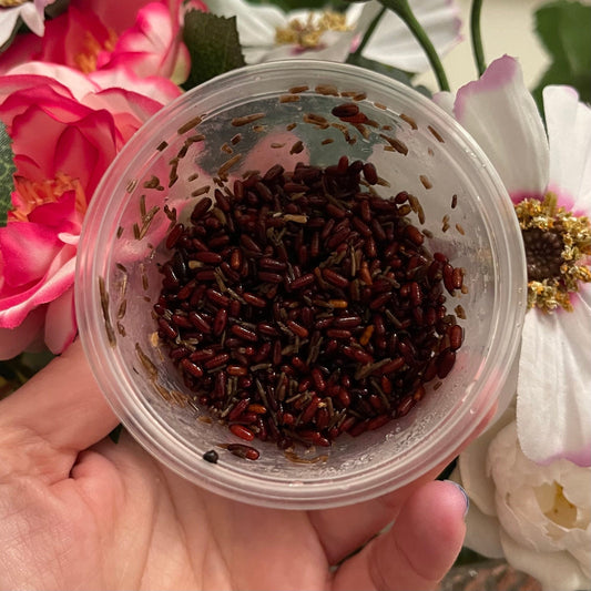 Pisces Enterprises Live Fly Pupae Live Fly Pupae 25g