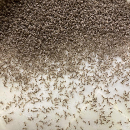 Pisces Enterprises Live Food Bulk Bulk Baby Crickets (Pin-Head)