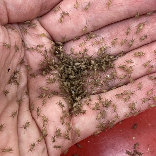 Pisces Enterprises Live Food Bulk Bulk Extra-Small Crickets (3000 Crickets)