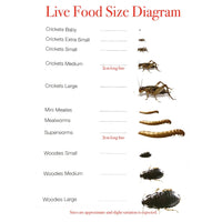 Pisces Enterprises Live Food Bulk Bulk Extra-Small Crickets (3000 Crickets)