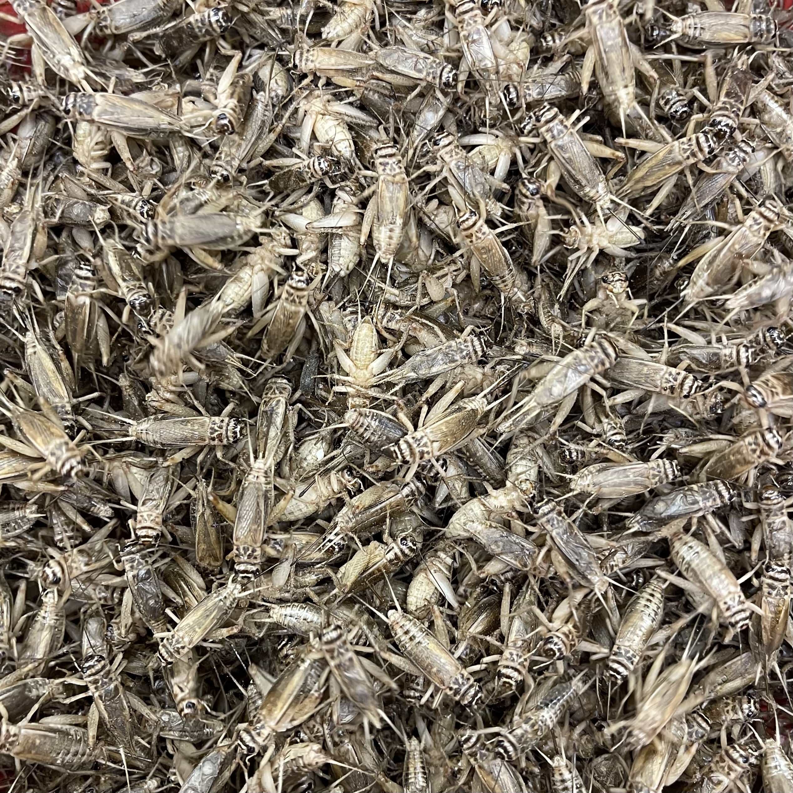 Pisces Enterprises Live Food Bulk Bulk Large Crickets (1000 Crickets)