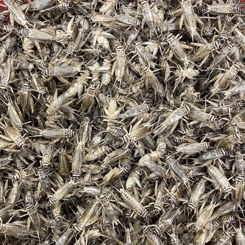 Order Live Insects All Live Food Insects - Reptile Realm Australia