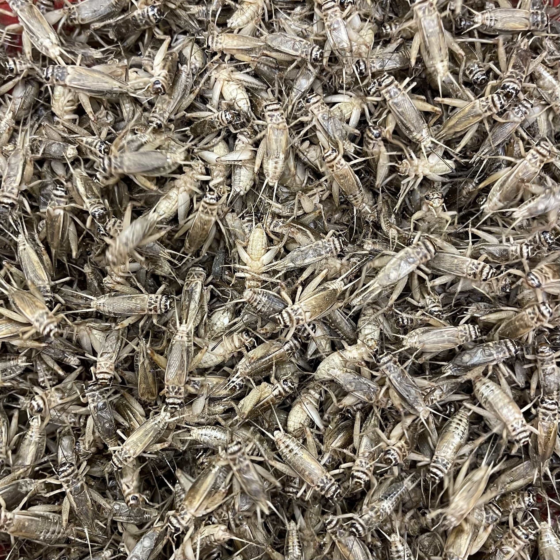 Pisces Enterprises Live Food Bulk Bulk Large Crickets (1000 Crickets)