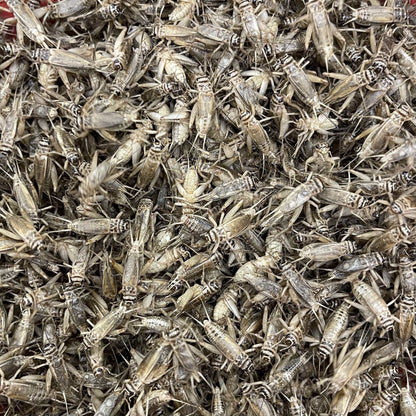 Pisces Enterprises Live Food Bulk Bulk Large Crickets (1000 Crickets)