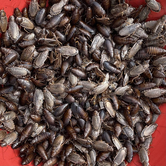 Pisces Enterprises Live Food Bulk Bulk Large Woodies (1000 Woodies)