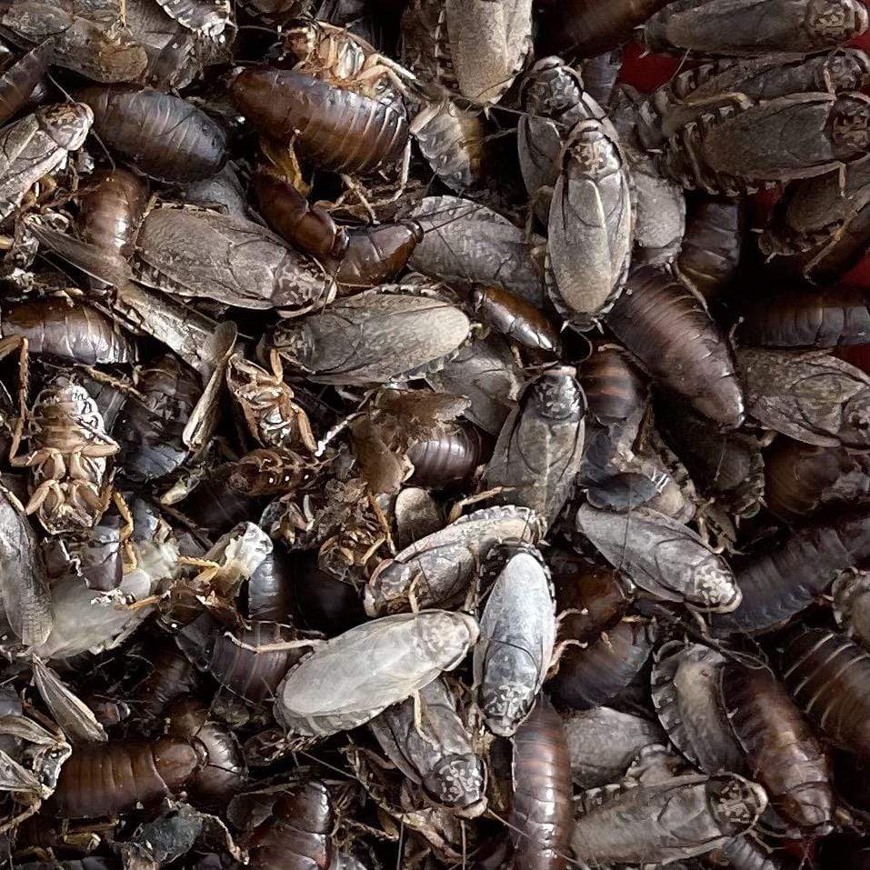 Pisces Enterprises Live Food Bulk Bulk Large Woodies (1000 Woodies)