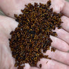 Pisces Enterprises Live Food Bulk Bulk Live Fly Pupae 1kg