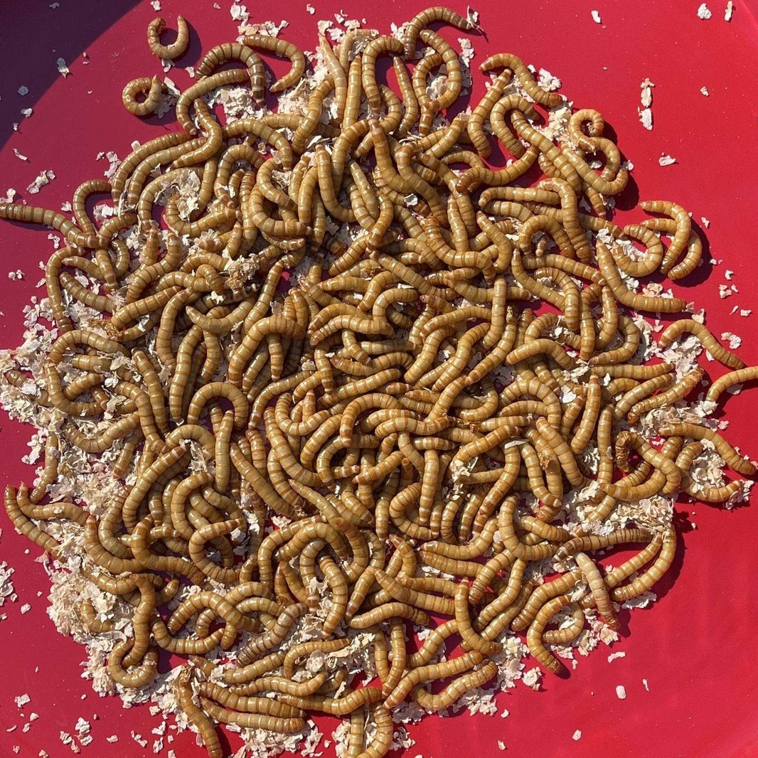 Buy Bulk Live Food Insects - Reptile Relam Australia – Reptile Realm