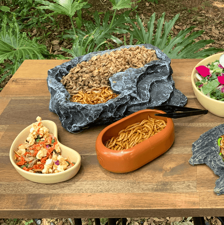 Buy Bulk Live Food Insects - Reptile Relam Australia – Reptile Realm