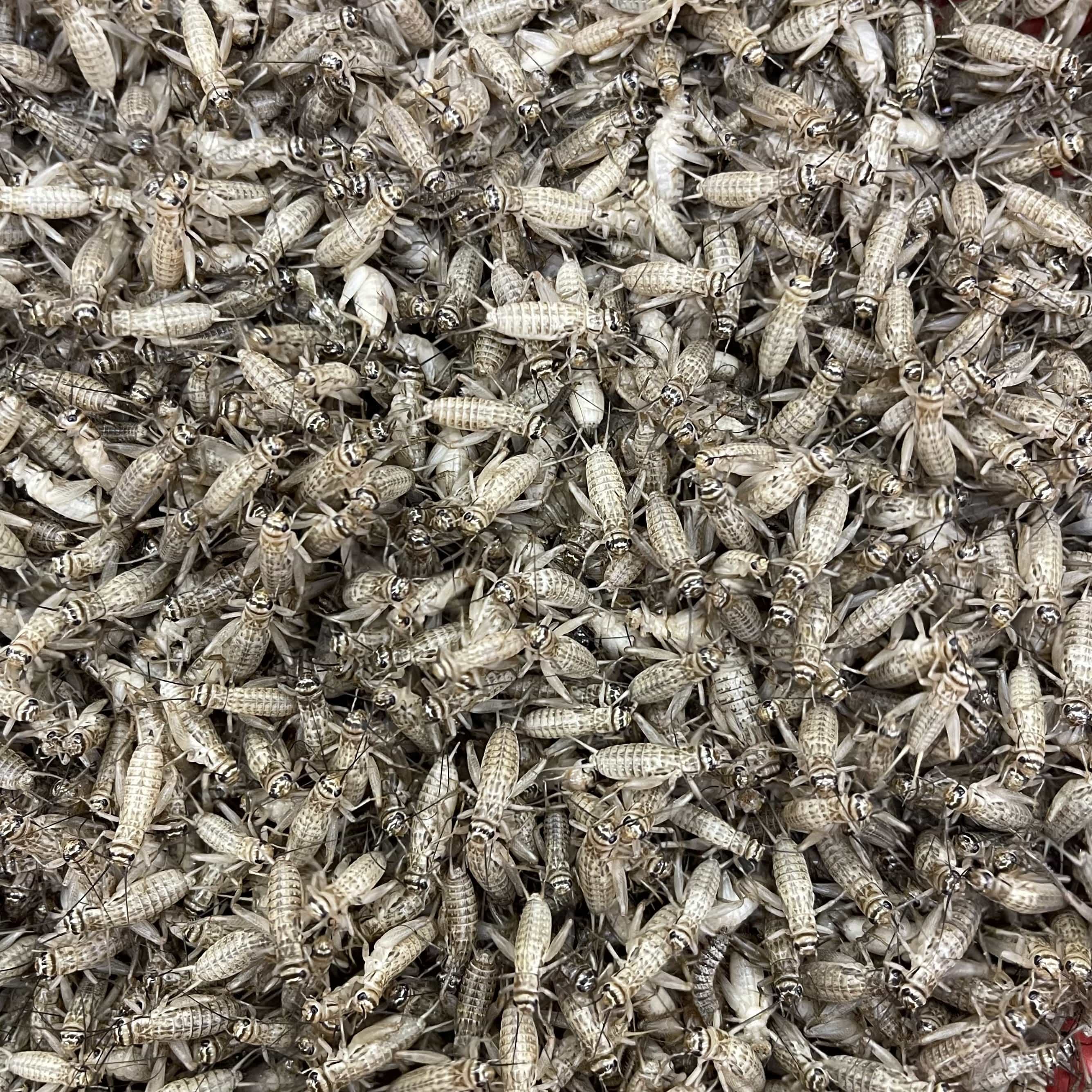 Pisces Enterprises Live Food Bulk Bulk Medium Crickets (1500 Crickets)