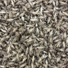 Load image into Gallery viewer, Pisces Enterprises Live Food Bulk Bulk Medium Crickets (1500 Crickets)