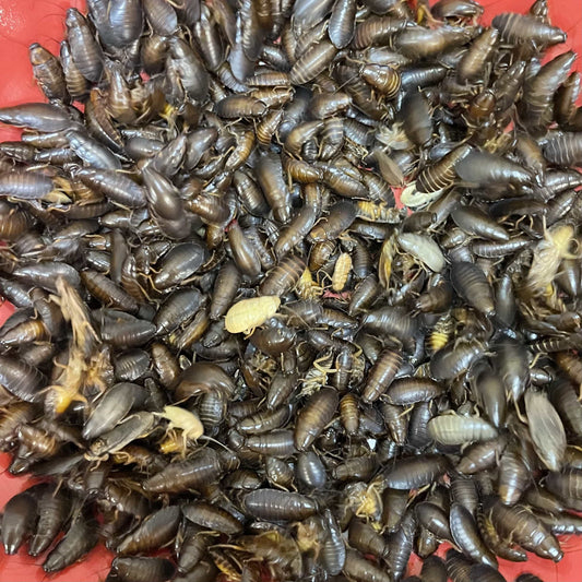 Pisces Enterprises Live Food Bulk Bulk Medium Woodies (1500 Woodies)