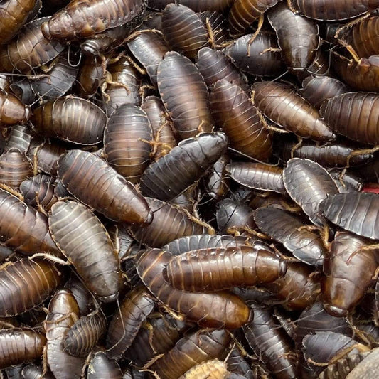 Pisces Enterprises Live Food Bulk Bulk Medium Woodies (1500 Woodies)