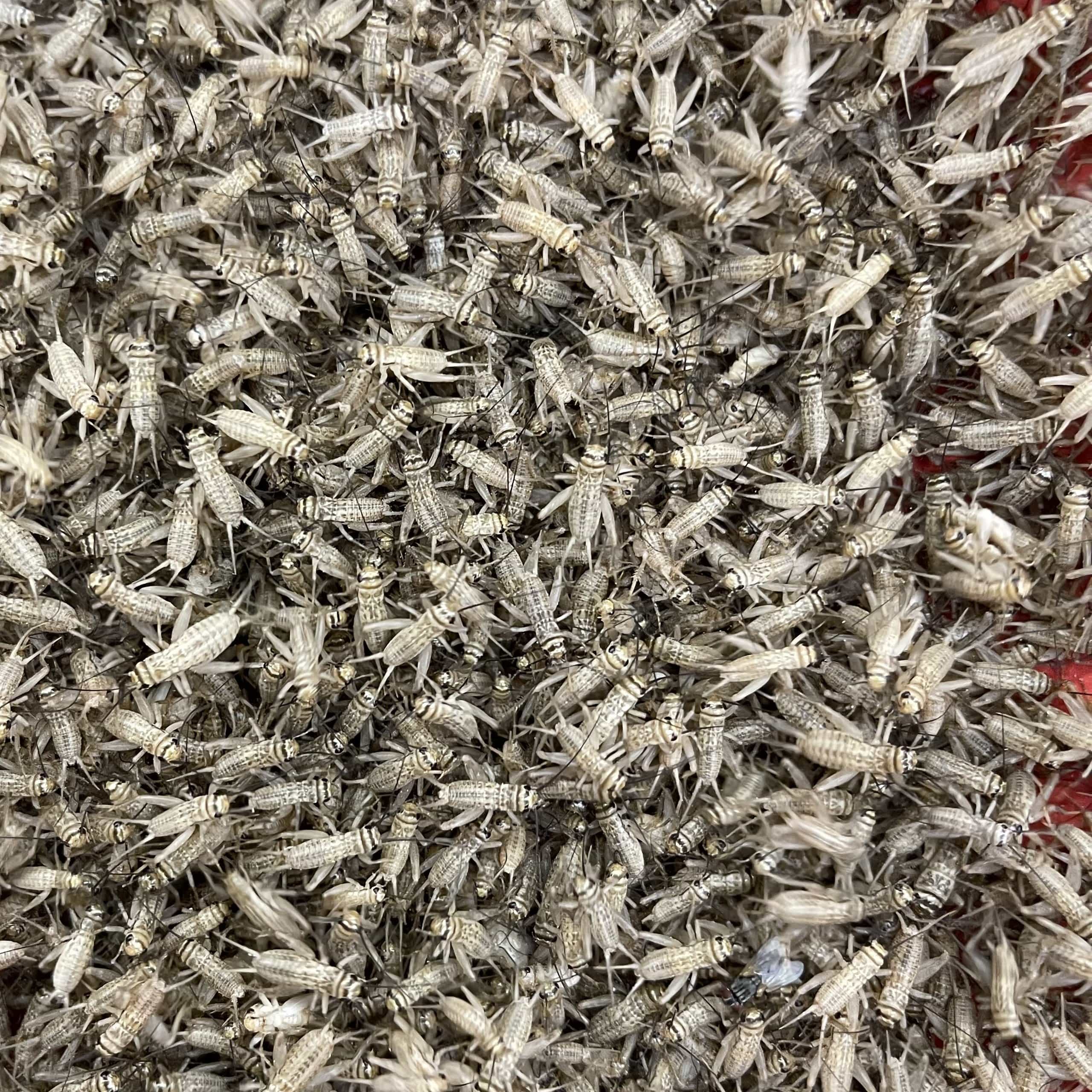 Pisces Enterprises Live Food Bulk Bulk Small Crickets (2000 Crickets)