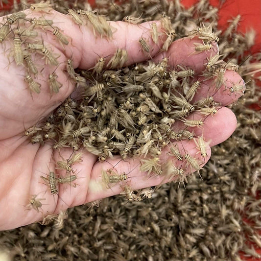 Pisces Enterprises Live Food Bulk Bulk Small Crickets (2000 Crickets)