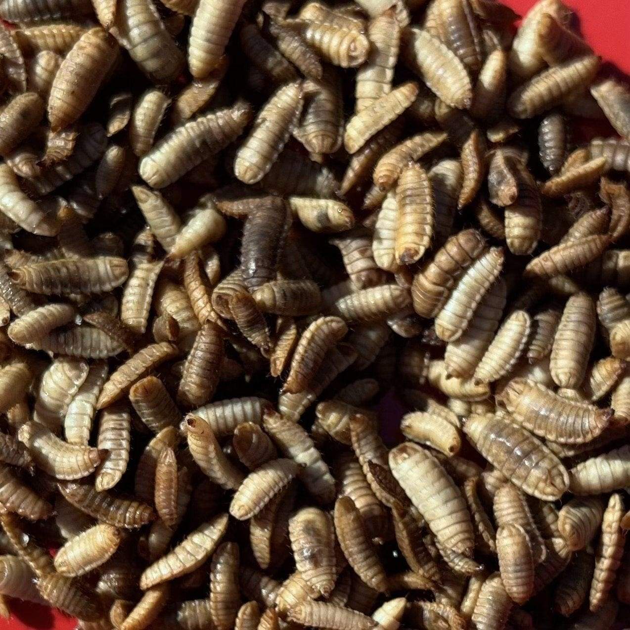 Pisces Enterprises Live Food Bulk Bulk Vitaworms Black Soldier Fly Larvae 500g