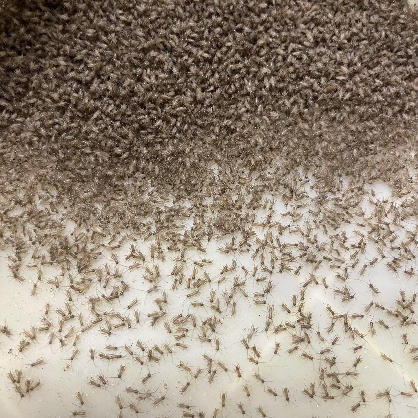 Pisces Enterprises Live Food Bulk Half Bulk Baby Crickets (Pin-Head) (2000 crickets)