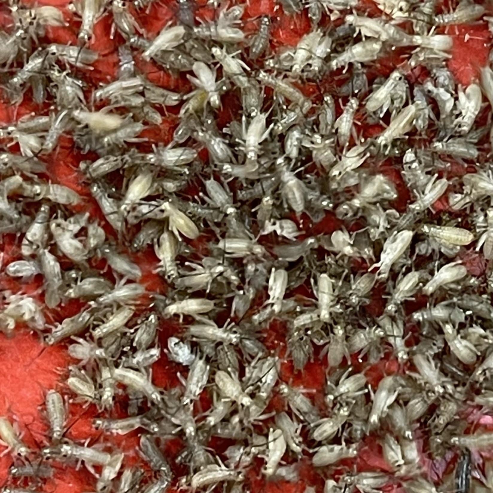 Pisces Enterprises Live Food Bulk Half Bulk Extra-Small Crickets (1500 Crickets)