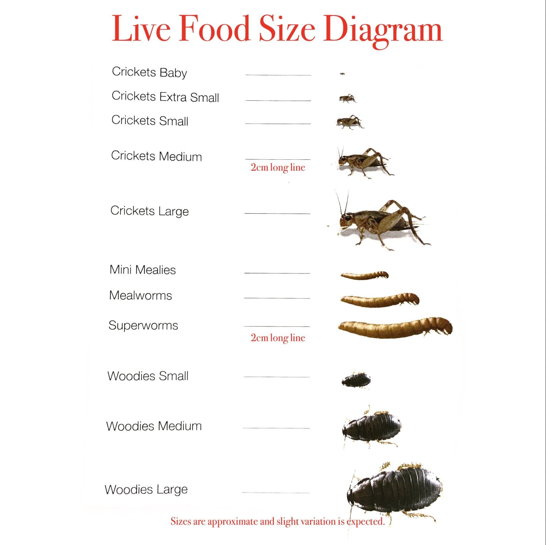 Pisces Enterprises Live Food Bulk Half Bulk Large Crickets (500 Crickets)