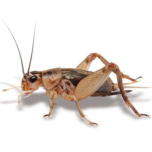 Pisces Enterprises Live Food Bulk Half Bulk Large Crickets (500 Crickets)