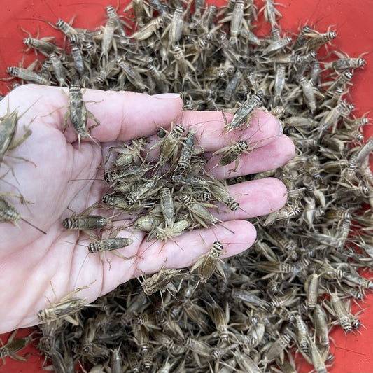 Pisces Enterprises Live Food Bulk Half Bulk Large Crickets (500 Crickets)