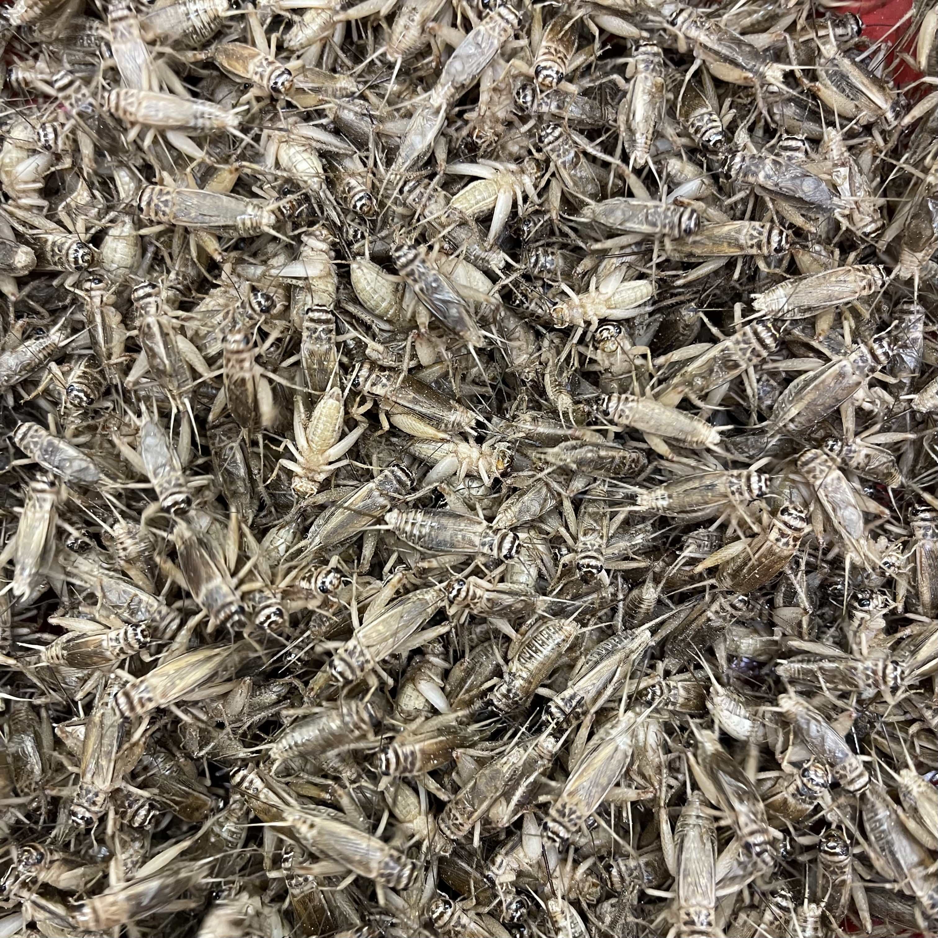 Pisces Enterprises Live Food Bulk Half Bulk Large Crickets (500 Crickets)