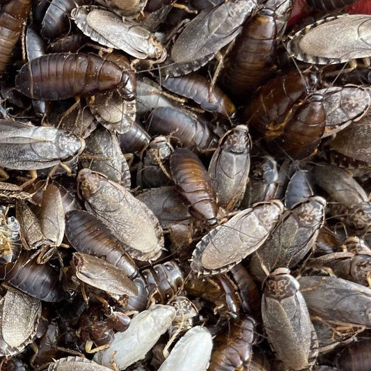 Pisces Enterprises Live Food Bulk Half Bulk Large Woodies (500 Woodies)