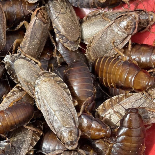 Pisces Enterprises Live Food Bulk Half Bulk Large Woodies (500 Woodies)