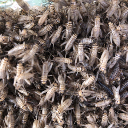 Pisces Enterprises Live Food Bulk Half Bulk Medium Crickets (750 Crickets)