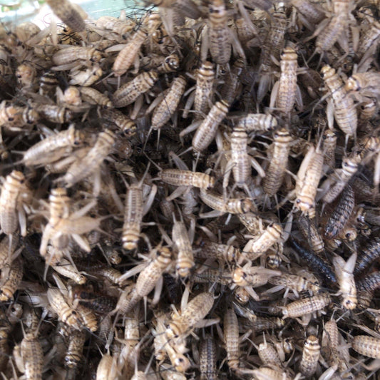 Pisces Enterprises Live Food Bulk Half Bulk Medium Crickets (750 Crickets)