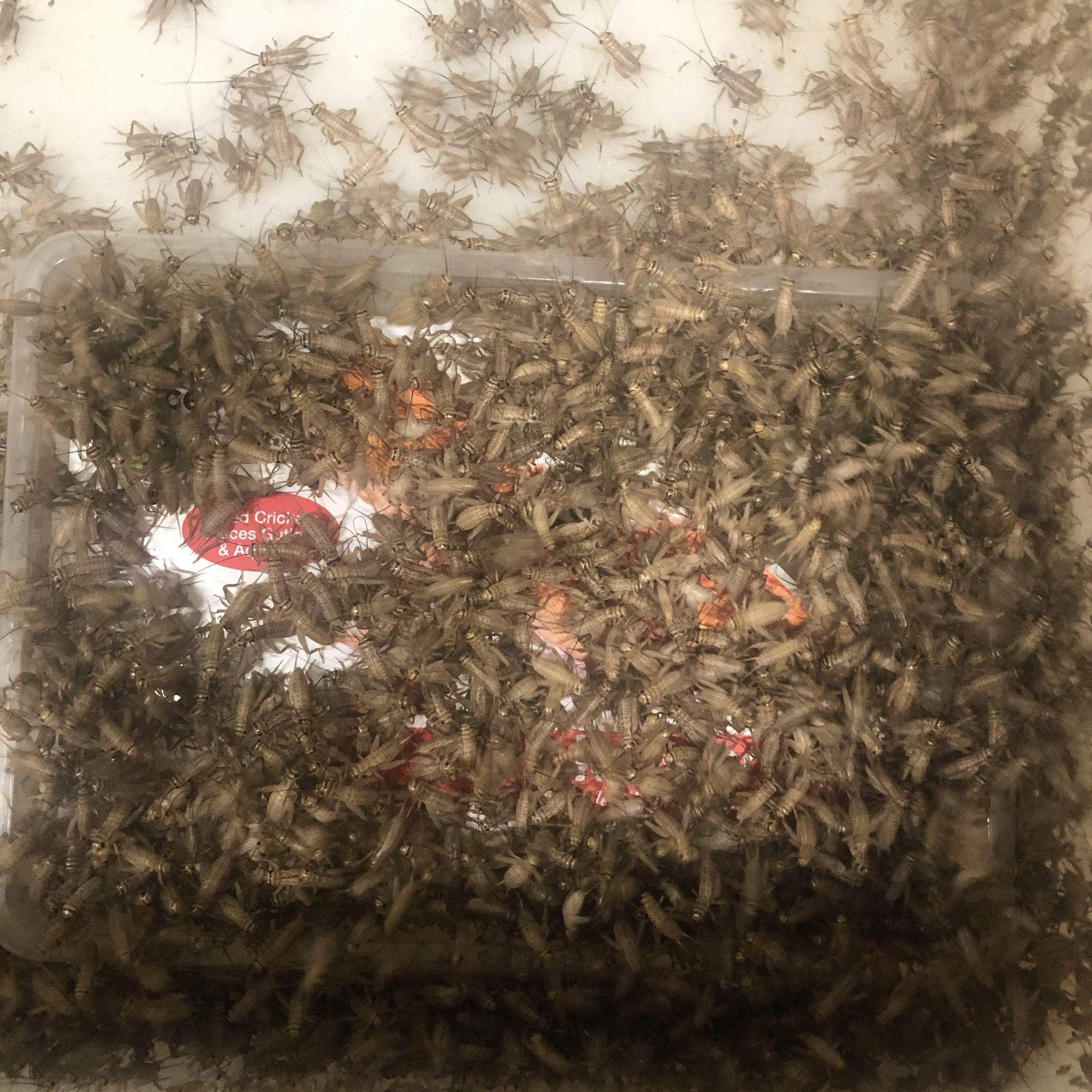 Pisces Enterprises Live Food Bulk Half Bulk Small Crickets (1000 Crickets)