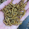Pisces Enterprises Live Food Bulk Half-Bulk Small Mealworms (3000 worms) 300g