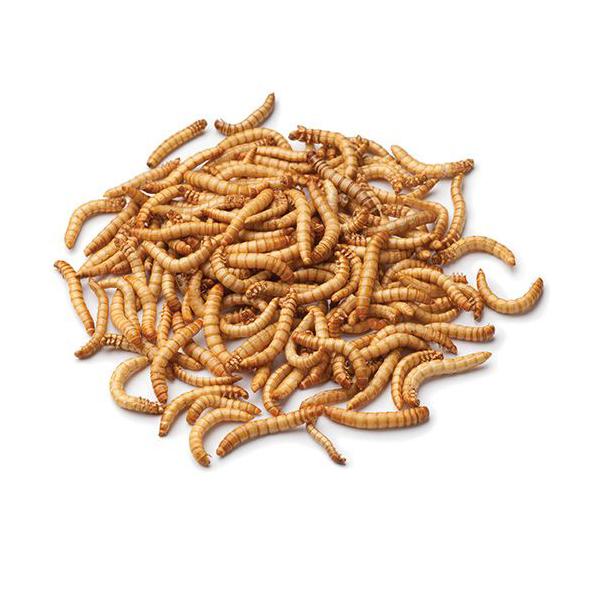 Pisces Enterprises Live Food Bulk Live Food Mealworms - Regular 500g Bulk Pack