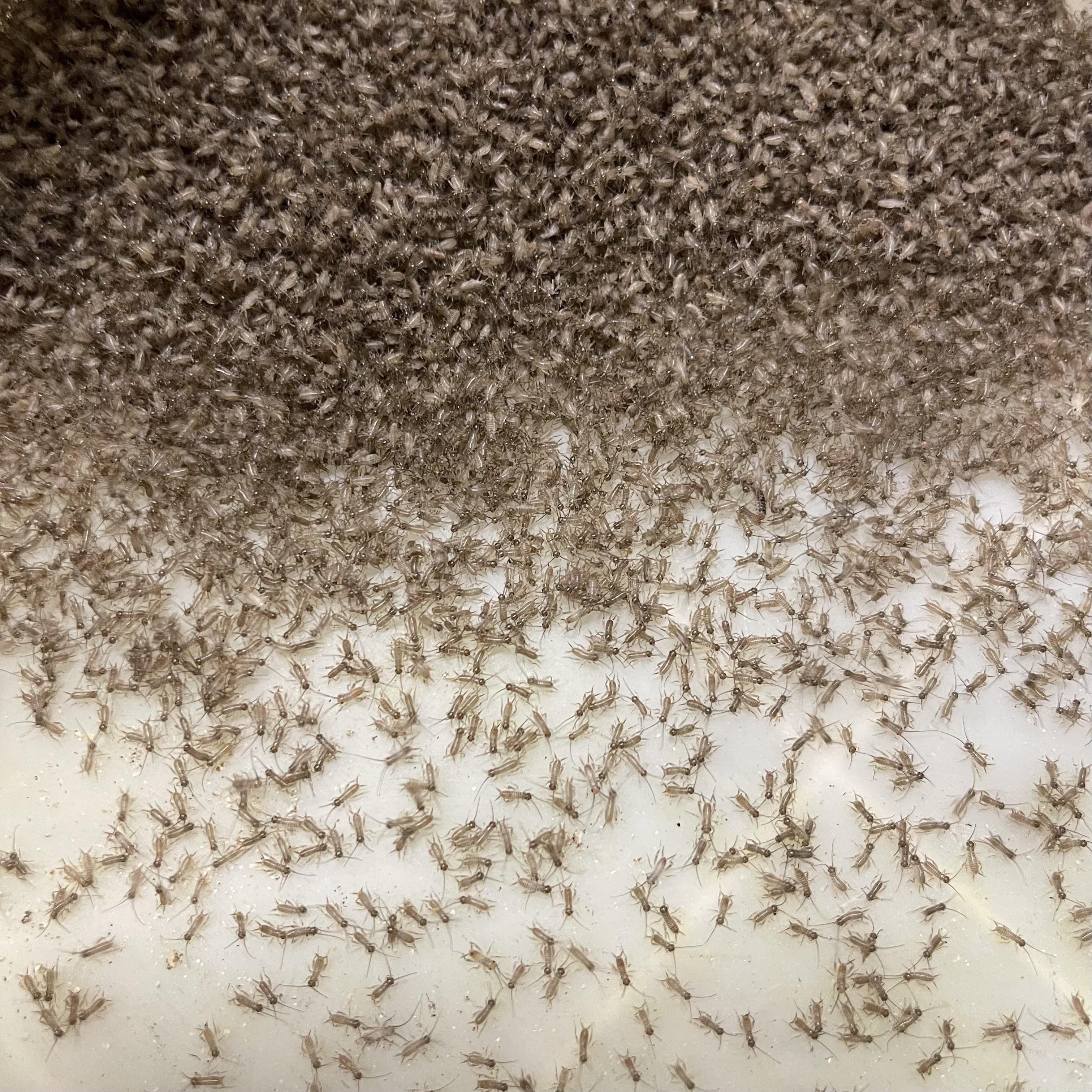 Pisces Enterprises Live Food Bulk Mini Bulk Baby Crickets (Pin-Head)