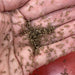 Pisces Enterprises Live Food Bulk Mini Bulk Extra-Small Crickets (250 Crickets)