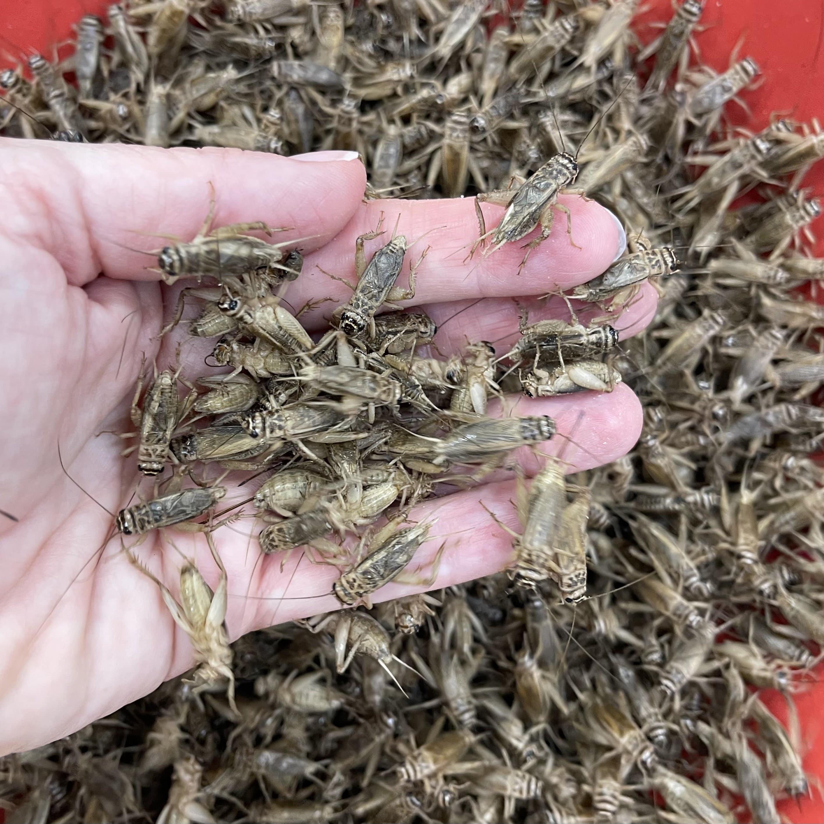 Pisces Enterprises Live Food Bulk Mini Bulk Large Crickets (150 Crickets)