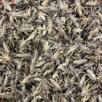 Pisces Enterprises Live Food Bulk Mini Bulk Large Crickets (150 Crickets)