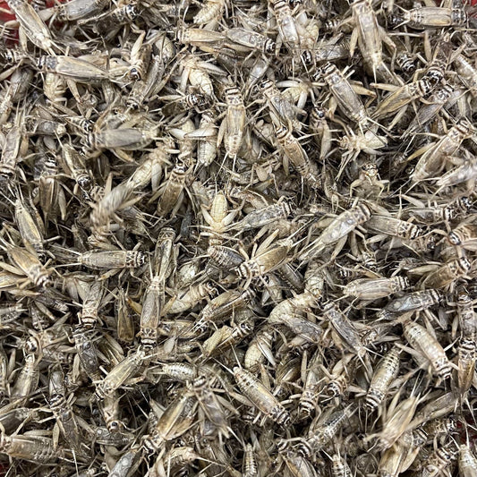 Pisces Enterprises Live Food Bulk Mini Bulk Large Crickets (150 Crickets)